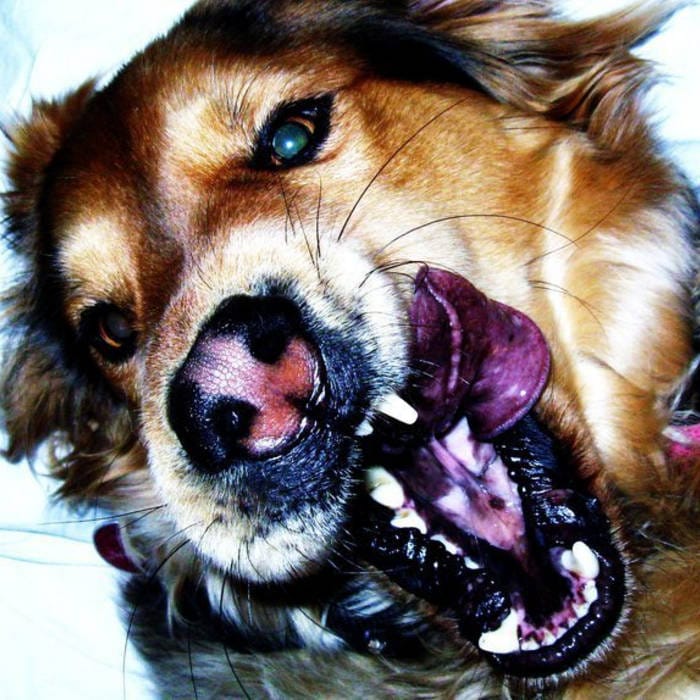 Coma Cinema releases new single “Thomas Kinkade’s Grand Delusion” ahead of upcoming album